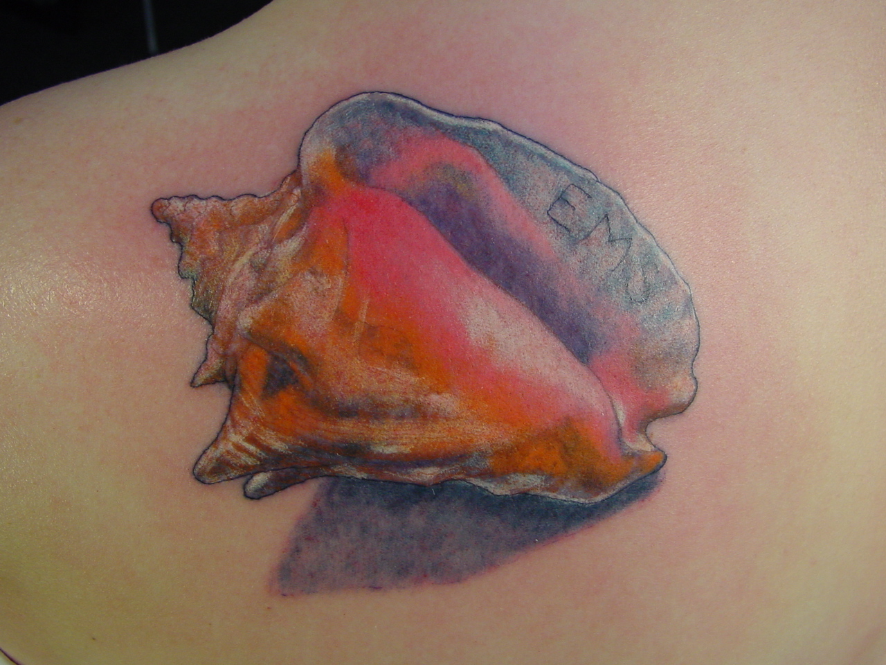 Conch Shell Pictures